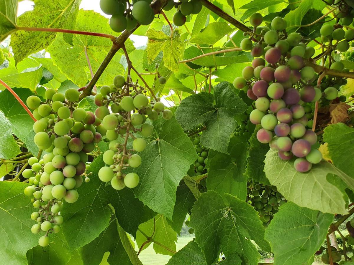 Ferienwohnung Grape House Kintai Kinty Exterior foto